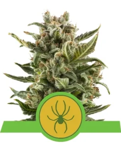 Foto White widow auto royal queen seeds
