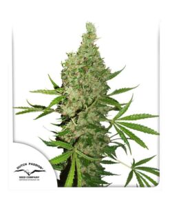 Foto White widow x the ultimate regular dutch passion