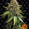 Foto White widows xxl auto barney’s farm seeds