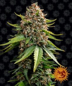 Foto White widows xxl auto barney’s farm seeds