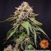 Foto White widow xxl 100% barney’s farm seeds
