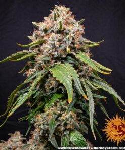 Foto White widow xxl 100% barney’s farm seeds