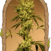 Foto White jewel reg exotic seed
