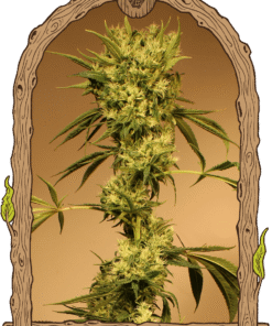 Foto White jewel reg exotic seed