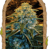 Foto Z&z 100% exotic seeds