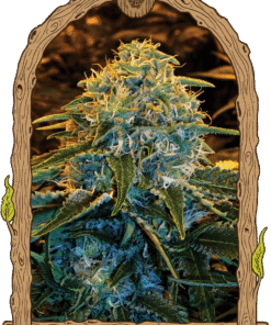 Foto Z&z 100% exotic seeds