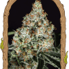 Foto Zkittalicious 100% exotic seeds