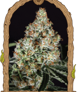 Foto Zkittalicious 100% exotic seeds