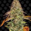 Foto Zkittlez og auto barney's farm seeds