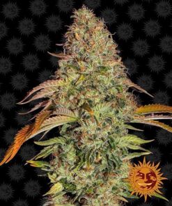 Foto Zkittlez og auto barney's farm seeds