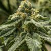 Foto 2y2 100% r-kiem seeds