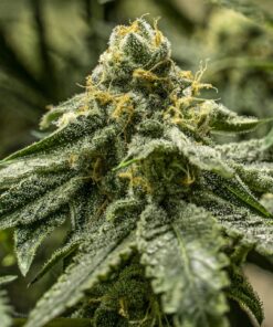 Foto 2y2 100% r-kiem seeds