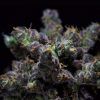 Foto Zkiem 100% r-kiem seeds
