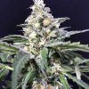 Foto Amazon haze auto r-kiem seeds