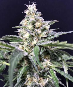Foto Amazon haze auto r-kiem seeds