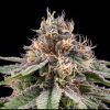 Foto Banana dessert regular r-kiem seeds