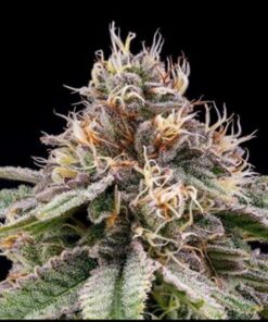 Foto Banana dessert regular r-kiem seeds