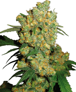 Foto Big bud regular 10 unidades sensi seeds