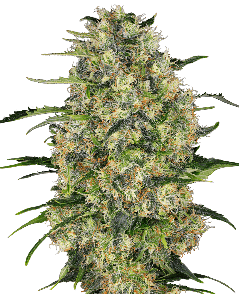 Foto Black domina regular 10 unidades sensi seeds