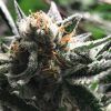 Foto Condor auto r-kiem seeds