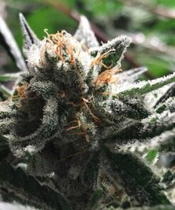 Foto Condor auto r-kiem seeds