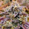 Foto Cumbia "Una vela" 100% r-kiem seeds