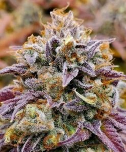 Foto Cumbia "Una vela" 100% r-kiem seeds