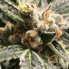 Foto Dark kush auto r-kiem seeds