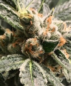 Foto Dark kush auto r-kiem seeds