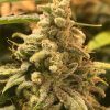 Foto Deadcheese 100% r-kiem seeds