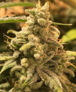 Foto Deadcheese 100% r-kiem seeds