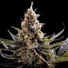 Foto 24k gold 100% dna genetics