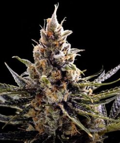 Foto 24k gold 100% dna genetics