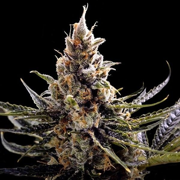 24k gold 100% dna genetics Foto 24k gold 100% dna genetics