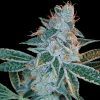 Foto Lemon og kush 100% dna genetics