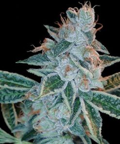 Foto Lemon og kush 100% dna genetics