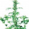 Foto Early girl regular 10 unidades sensi seeds