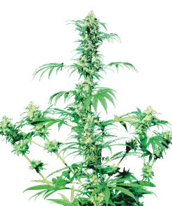 Foto Early girl regular 10 unidades sensi seeds