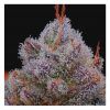 Foto El xupet negre 100% r-kiem seeds