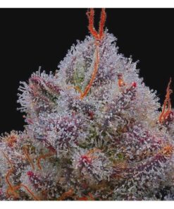 Foto El xupet negre 100% r-kiem seeds