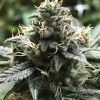Foto Eli 100% r-kiem seeds