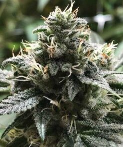 Foto Eli 100% r-kiem seeds