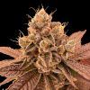Foto Don rouch 100% r-kiem seeds