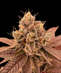 Foto Don rouch 100% r-kiem seeds