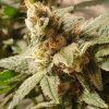 Foto Gala cbd 100% r-kiem seeds