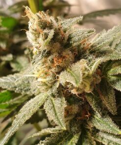 Foto Gala cbd 100% r-kiem seeds