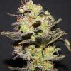 Foto Icer 100% r-kiem seeds