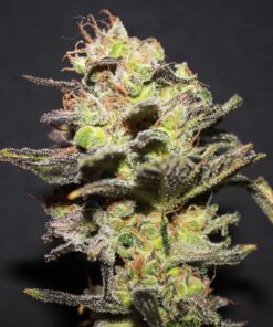 Foto Icer 100% r-kiem seeds