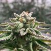 Foto Klementine auto r-kiem seeds