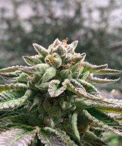 Foto Klementine auto r-kiem seeds